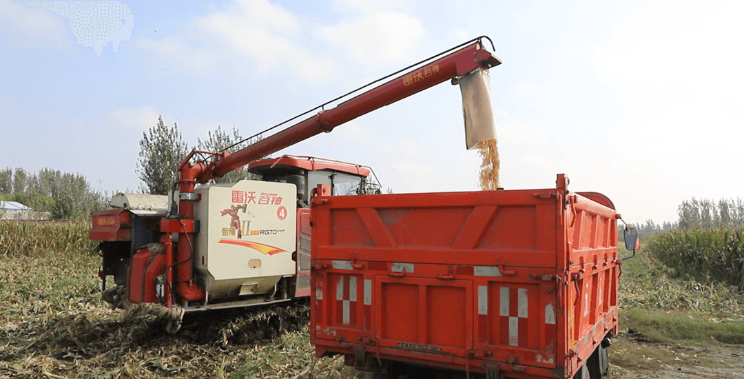 罗庄区打响“三秋”生产攻坚战 筑牢粮食安全防线​​ ​​——机械化抢收  全链条烘干  多部门联动保丰收